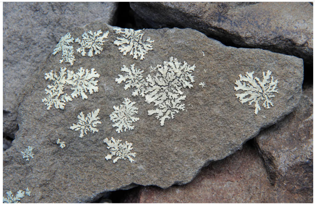 lichens photo by Margaret Roach